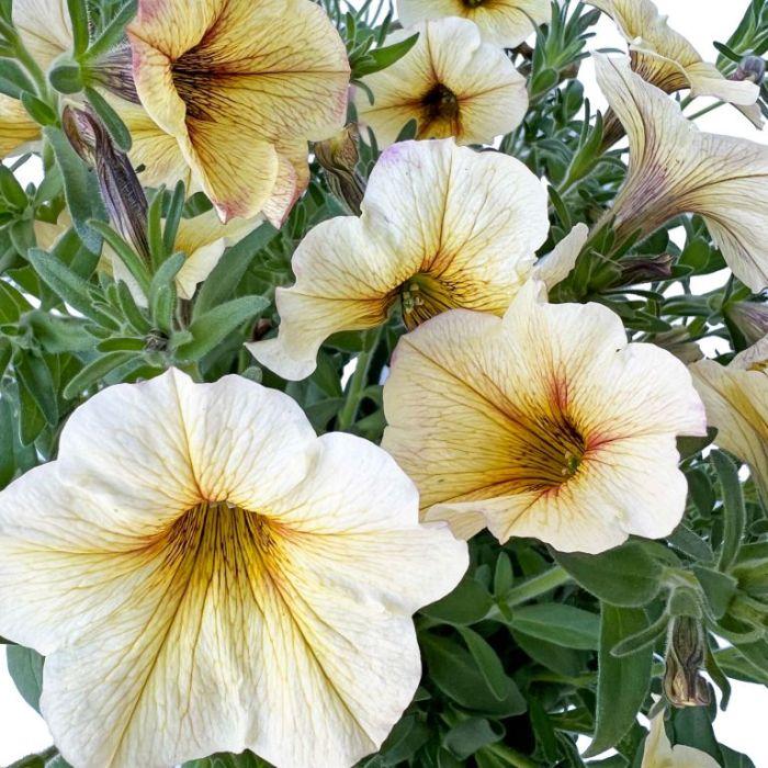 Combo Petchoa Supercal Premium Mix Caramel Yellow French Vanilla Cinnamon - View 19 from www redcrocus com