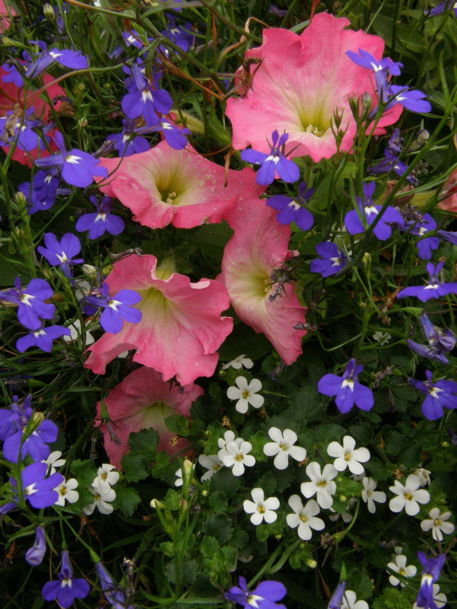 Combo Petunia Lobelia Yellow Blue Sorbet - View 10 from www redcrocus com