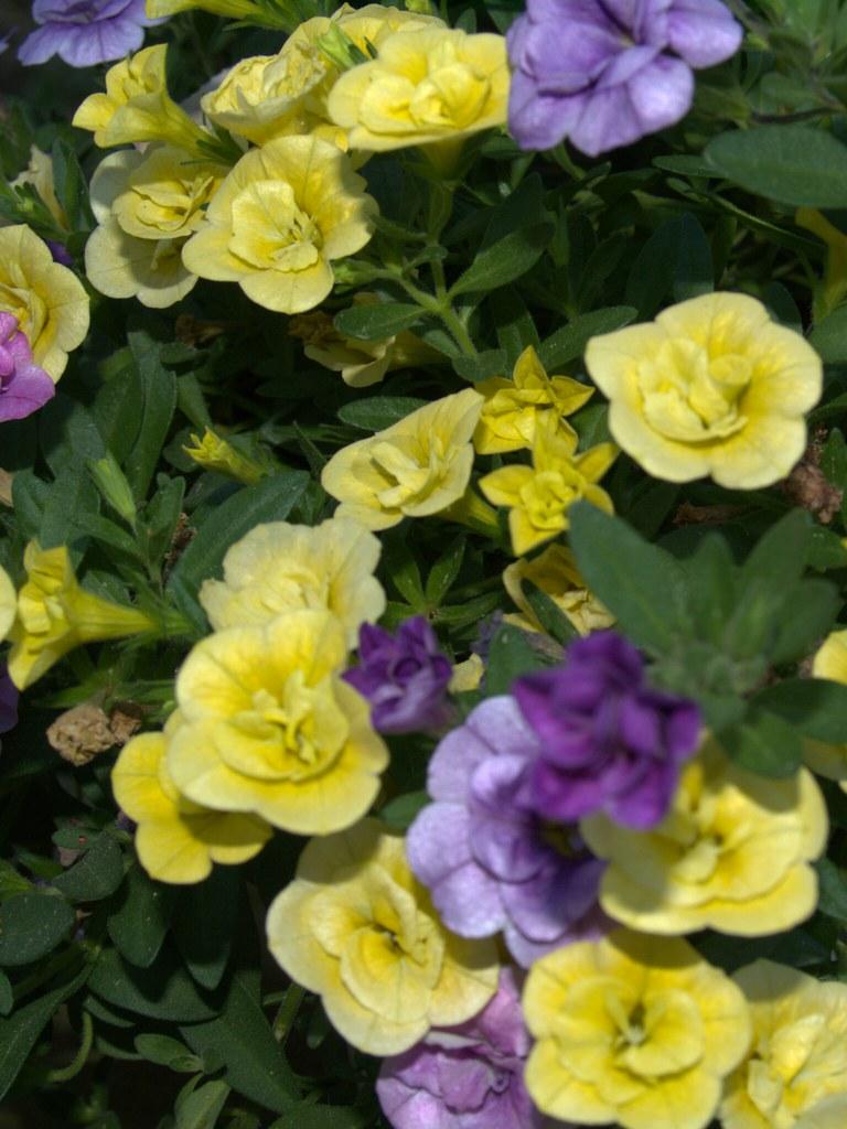 Combo Petunia Lobelia Yellow Blue Sorbet - View 12 from www redcrocus com