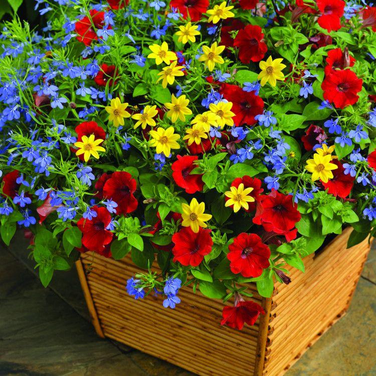 Combo Petunia Lobelia Yellow Blue Sorbet - View 13 from www redcrocus com