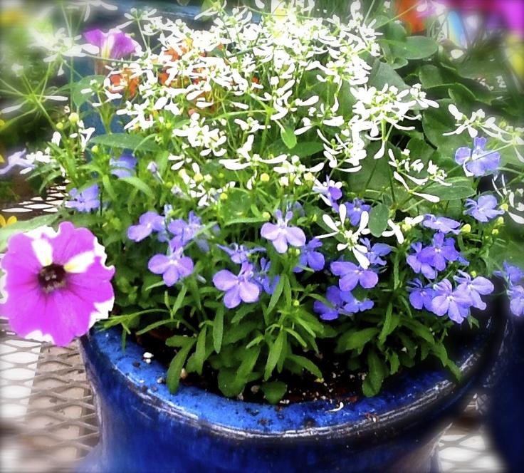 Combo Petunia Lobelia Yellow Blue Sorbet - View 14 from www redcrocus com