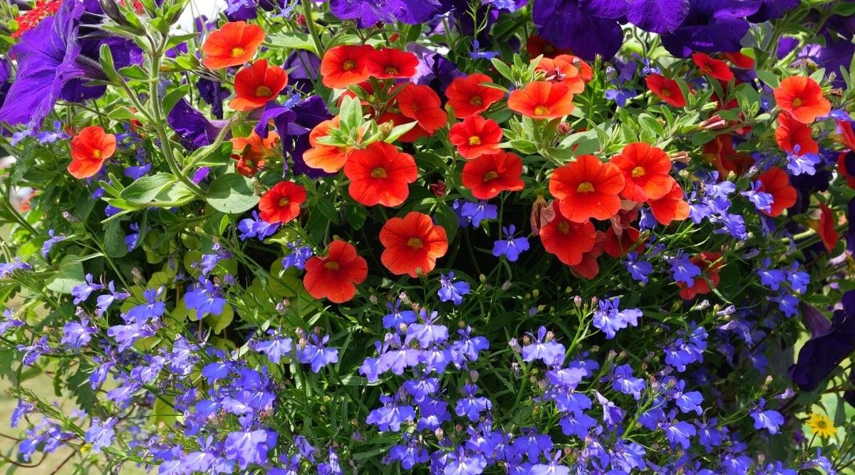 Combo Petunia Lobelia Yellow Blue Sorbet - View 15 from www redcrocus com