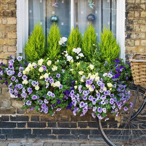 Combo Petunia Lobelia Yellow Blue Sorbet - View 19 from www redcrocus com