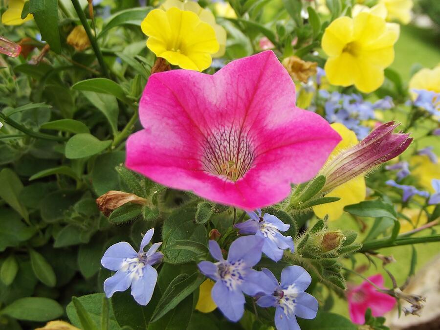 Combo Petunia Lobelia Yellow Blue Sorbet - View 20 from www redcrocus com