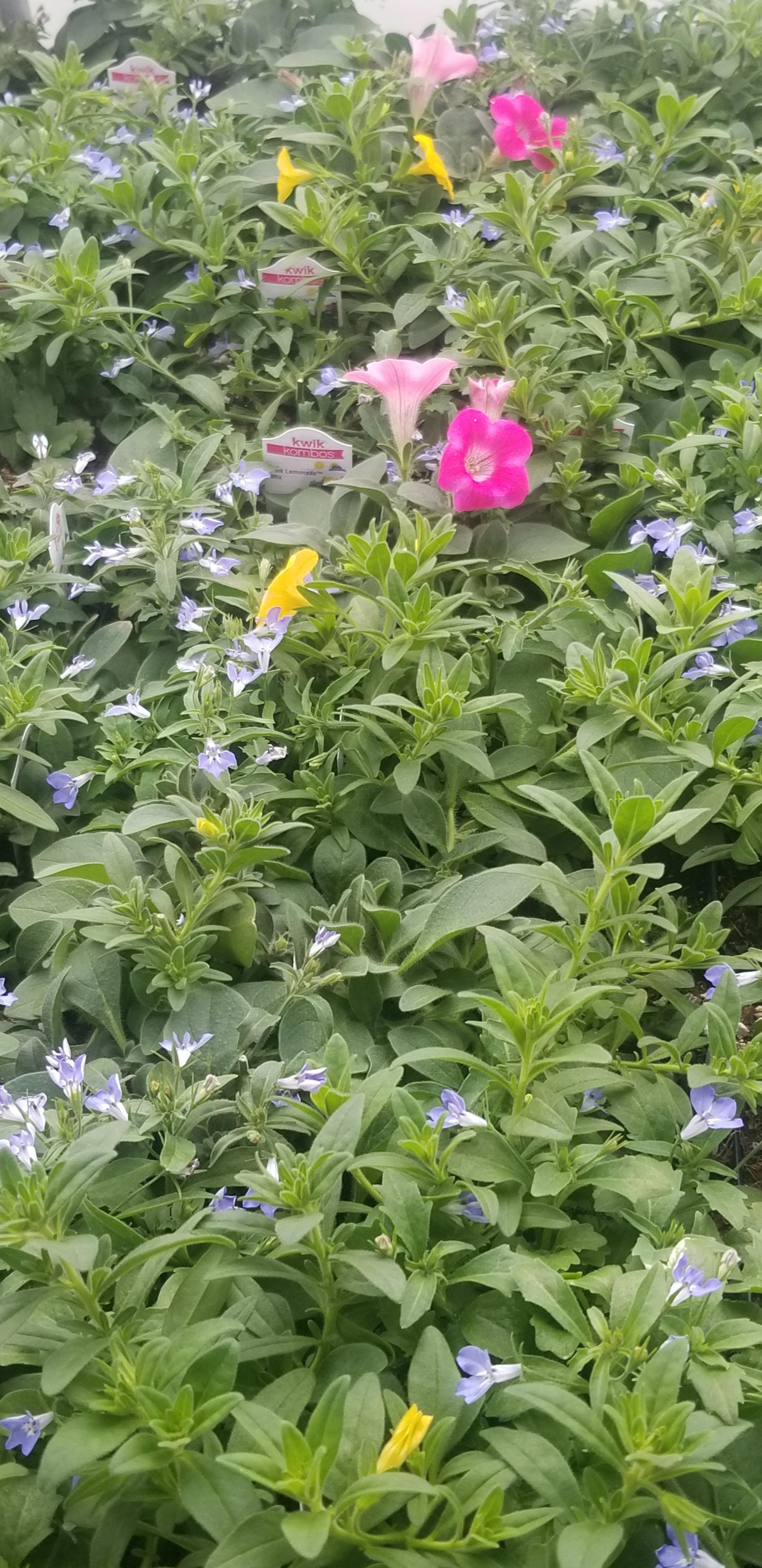 Combo Petunia Lobelia Yellow Blue Sorbet - View 6 from www redcrocus com