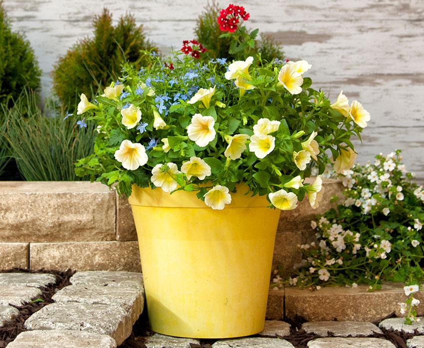 Combo Petunia Lobelia Yellow Blue Sorbet - View 7 from www redcrocus com