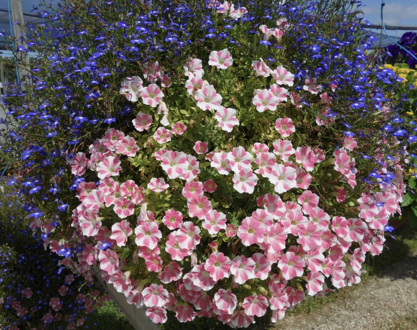 Combo Petunia Lobelia Yellow Blue Sorbet - View 8 from www redcrocus com