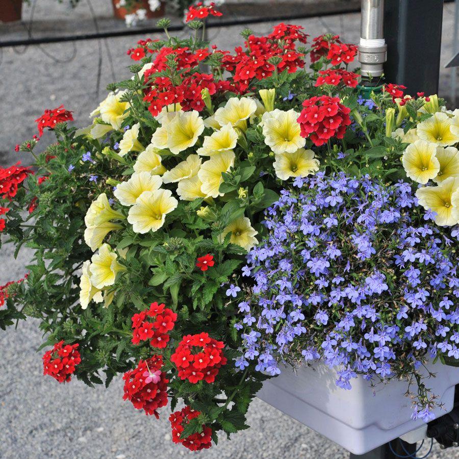 Combo Petunia Lobelia Yellow Blue Sorbet - View 9 from www redcrocus com