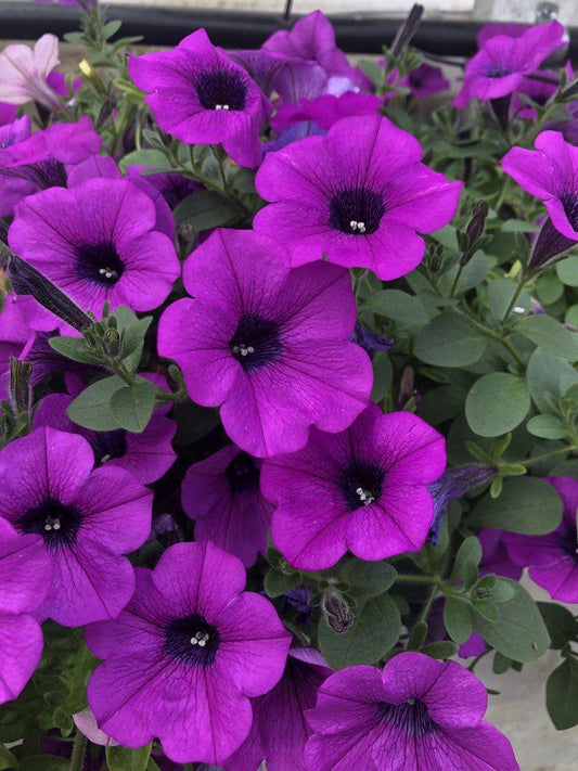 Combo Petunia Dekko Lavender Vein Dekko Lavender Eye Dekko White - View 1 from www redcrocus com