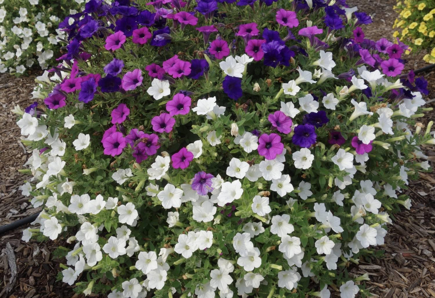 Combo Petunia Dekko Lavender Vein Dekko Lavender Eye Dekko White - View 3 from www redcrocus com