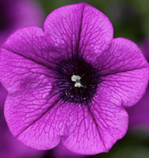 Combo Petunia Dekko Lavender Vein Dekko Lavender Eye Dekko White - View 6 from www redcrocus com