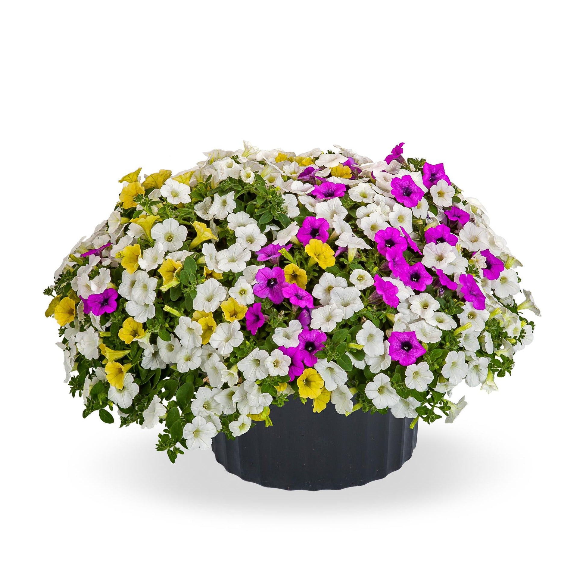 Combo Petunia Dekko Lavender Vein Dekko Lavender Eye Dekko White - View 7 from www redcrocus com