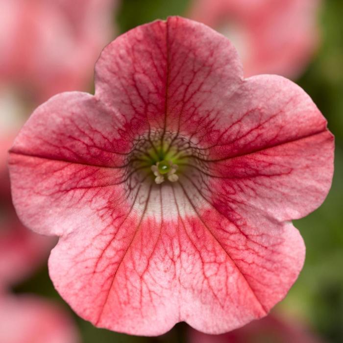Combo Petunia Dekko Red Dekko White Dekko Sky Blue - View 14 from www redcrocus com