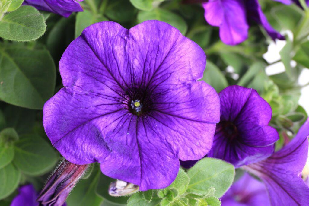 Combo Petunia Dekko Red Dekko White Dekko Sky Blue - View 2 from www redcrocus com