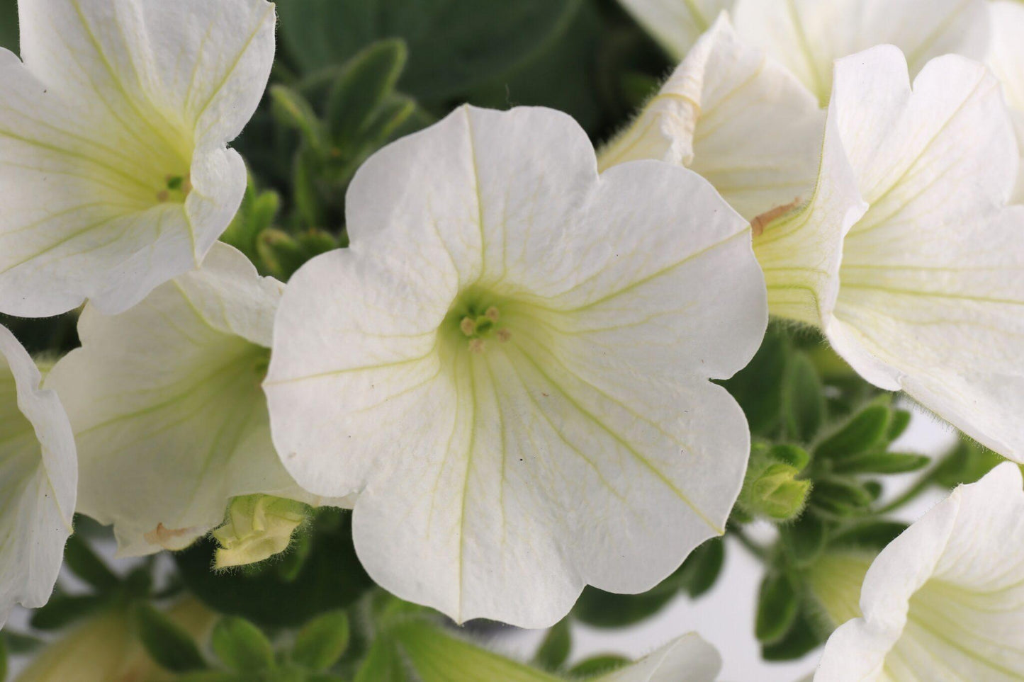 Combo Petunia Dekko Red Dekko White Dekko Sky Blue - View 3 from www redcrocus com