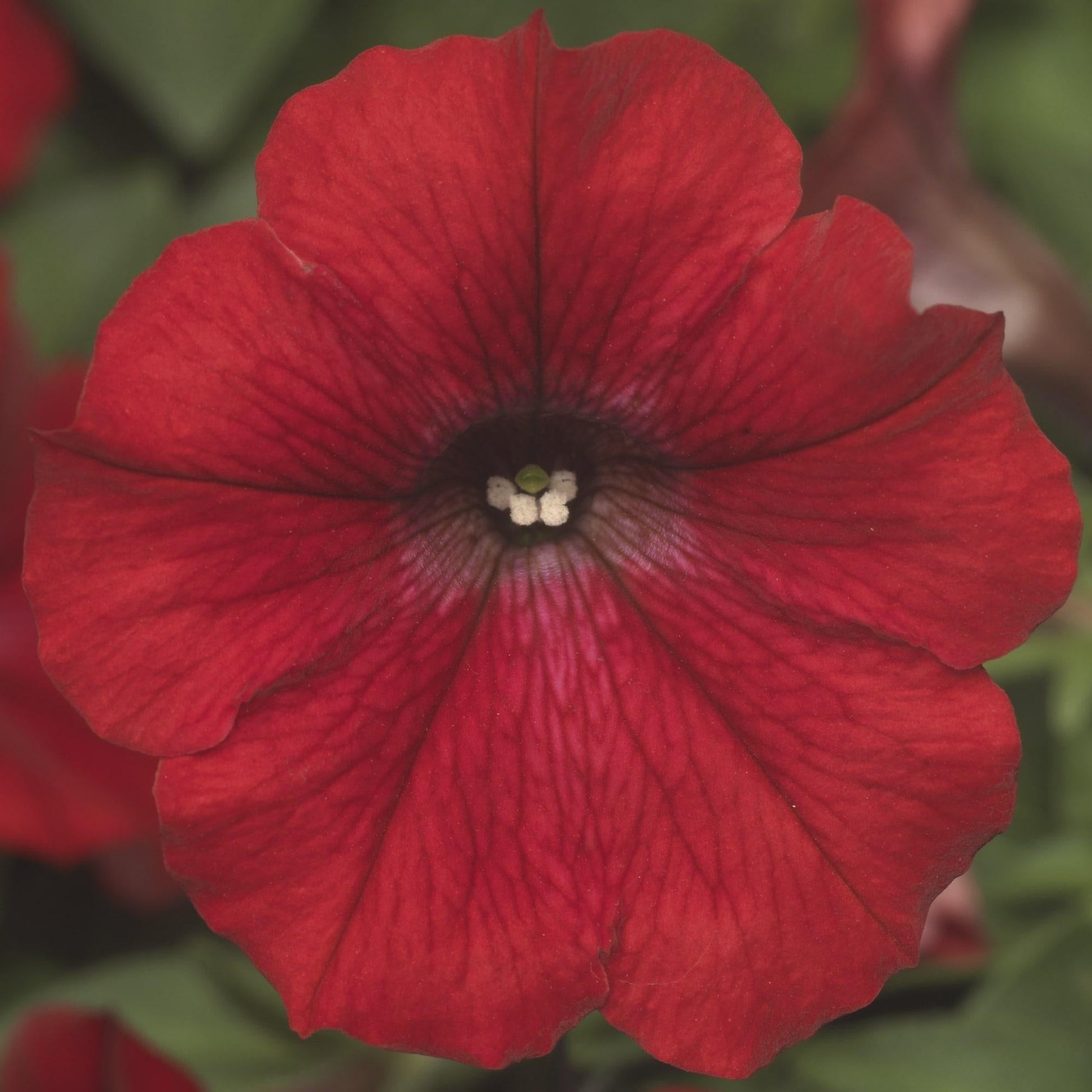Combo Petunia Dekko Red Dekko White Dekko Sky Blue - View 6 from www redcrocus com