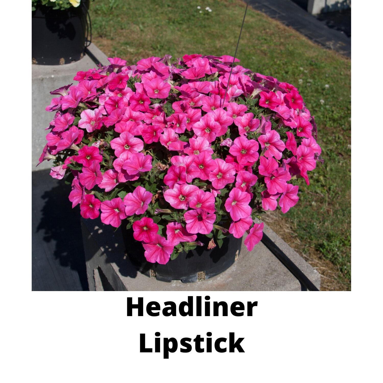 Petunia Headliner Lipstick - View 2 from www redcrocus com