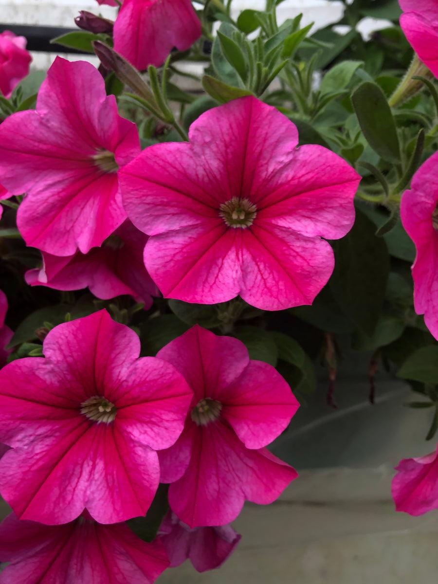 Petunia Headliner Lipstick - View 4 from www redcrocus com