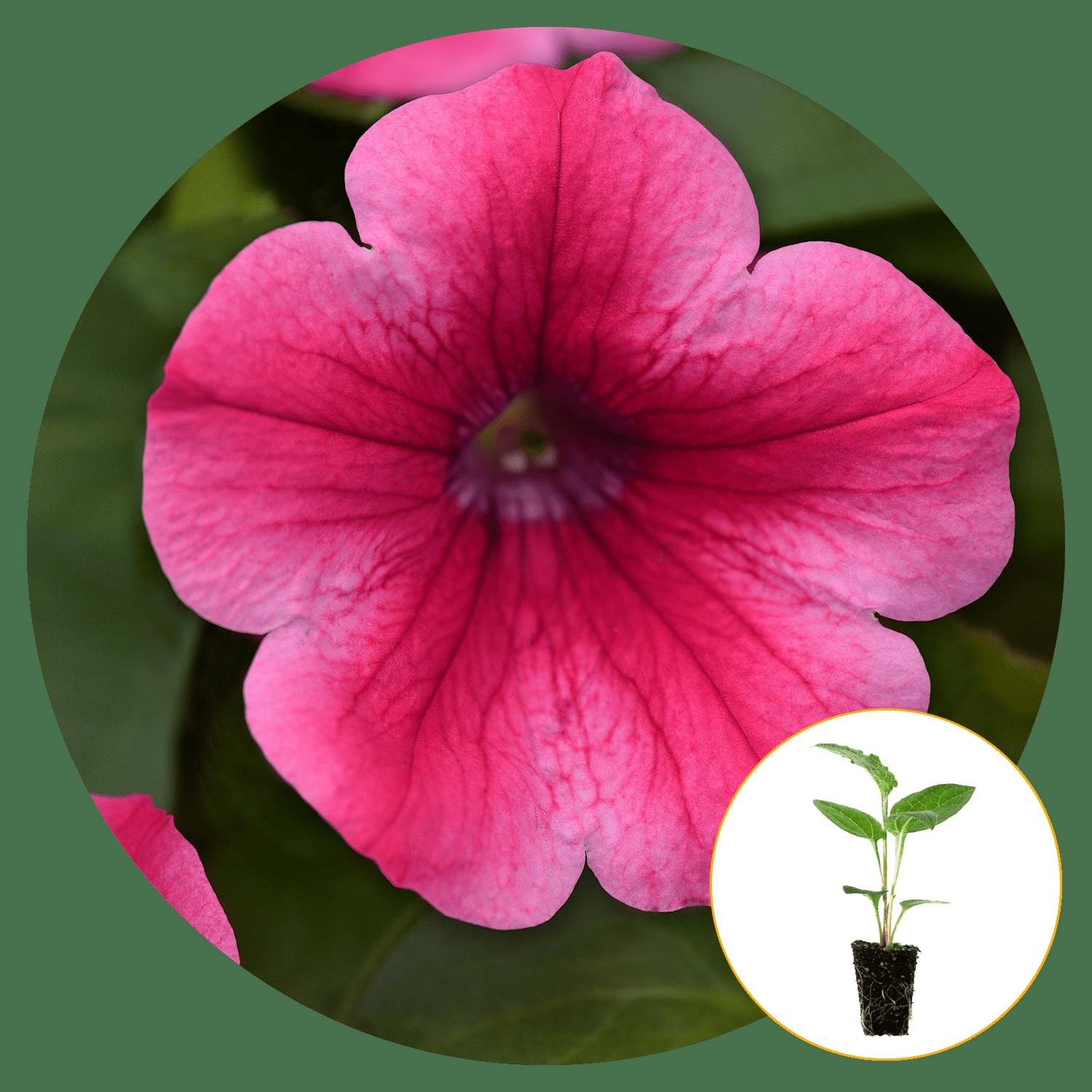 Petunia Headliner Lipstick - View 7 from www redcrocus com