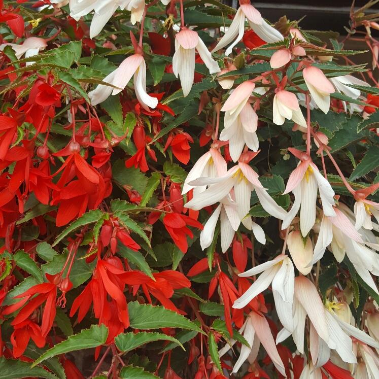 Begonia Waterfalls Encanto Orange - View 12 from www redcrocus com