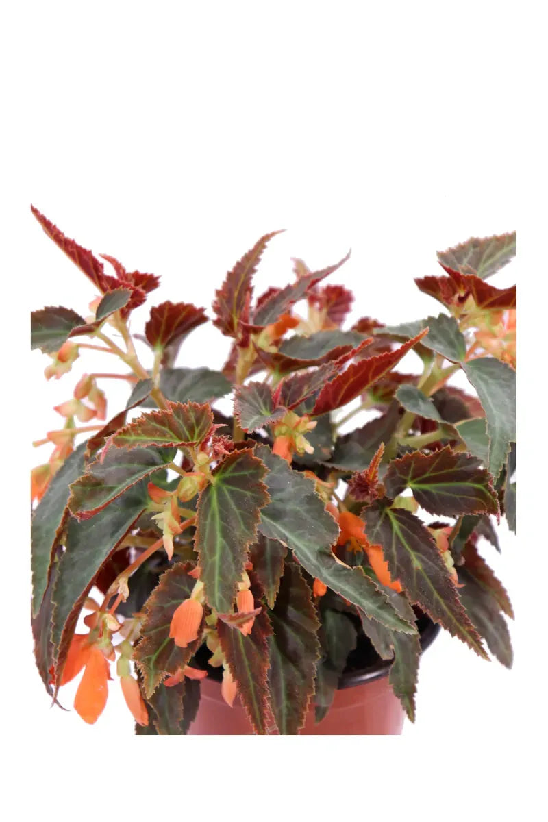 Begonia Waterfalls Encanto Orange - View 14 from www redcrocus com