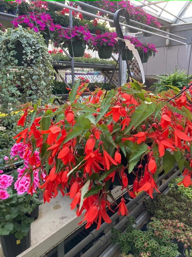 Begonia Waterfalls Encanto Orange - View 15 from www redcrocus com