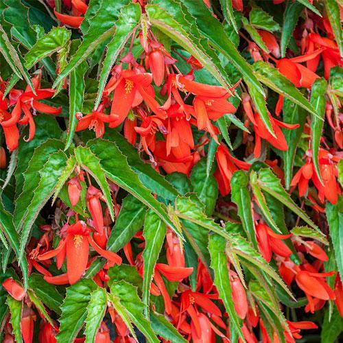 Begonia Waterfalls Encanto Orange - View 17 from www redcrocus com