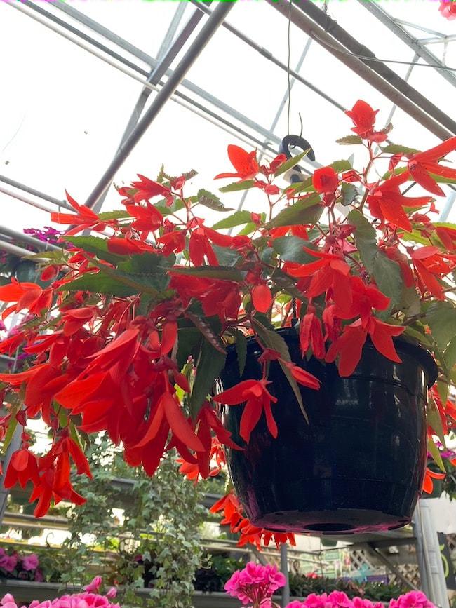 Begonia Waterfalls Encanto Orange - View 18 from www redcrocus com