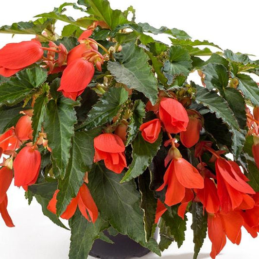 Begonia Waterfalls Encanto Orange - View 1 from www redcrocus com