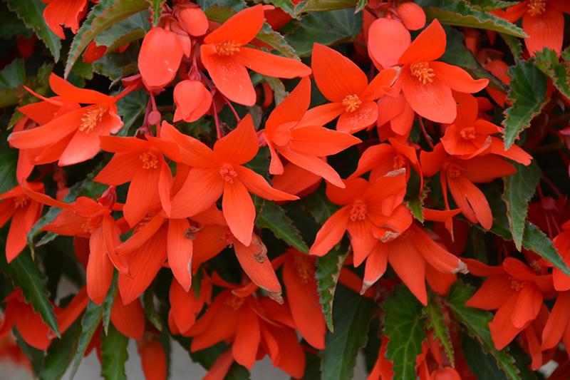 Begonia Waterfalls Encanto Orange - View 2 from www redcrocus com