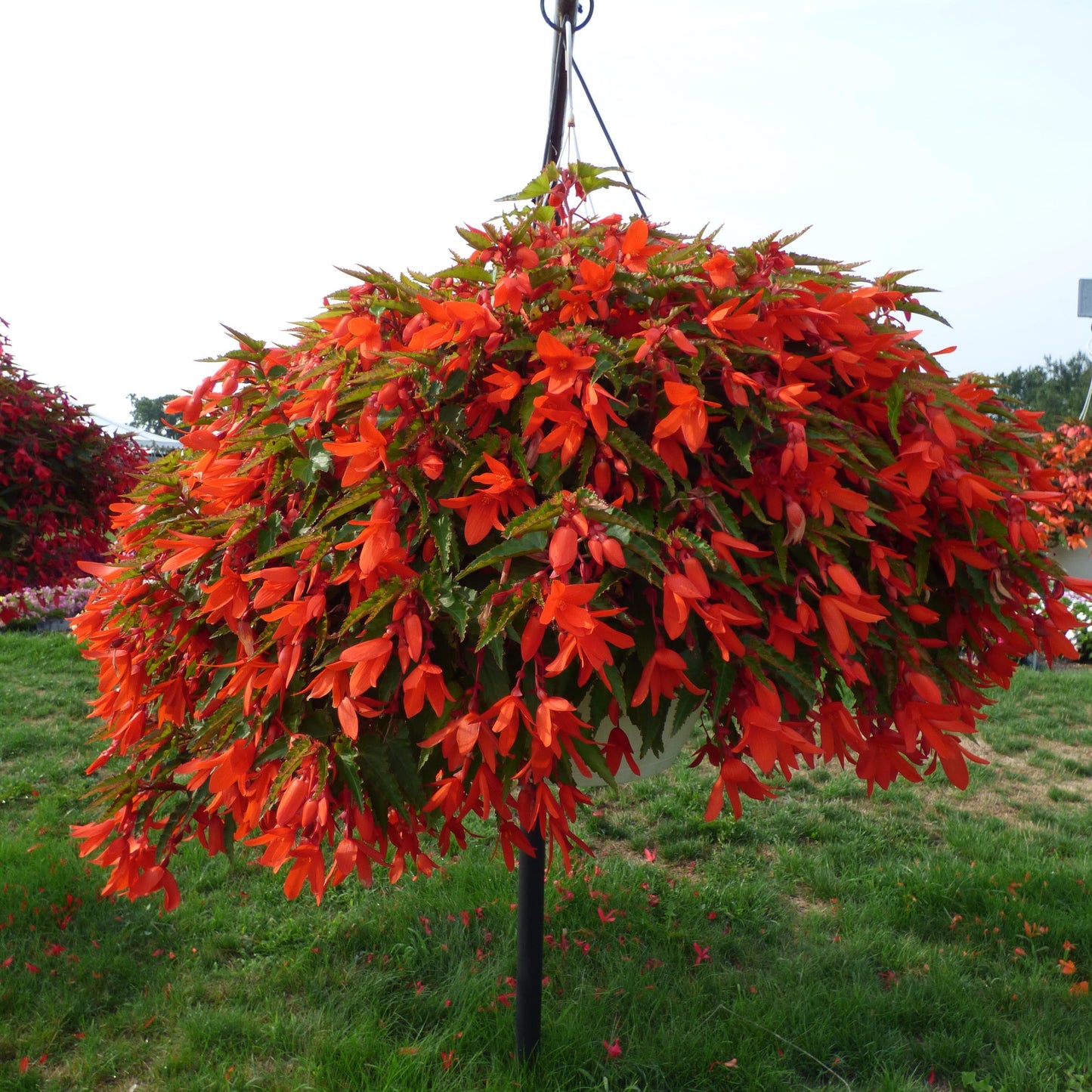 Begonia Waterfalls Encanto Orange - View 3 from www redcrocus com