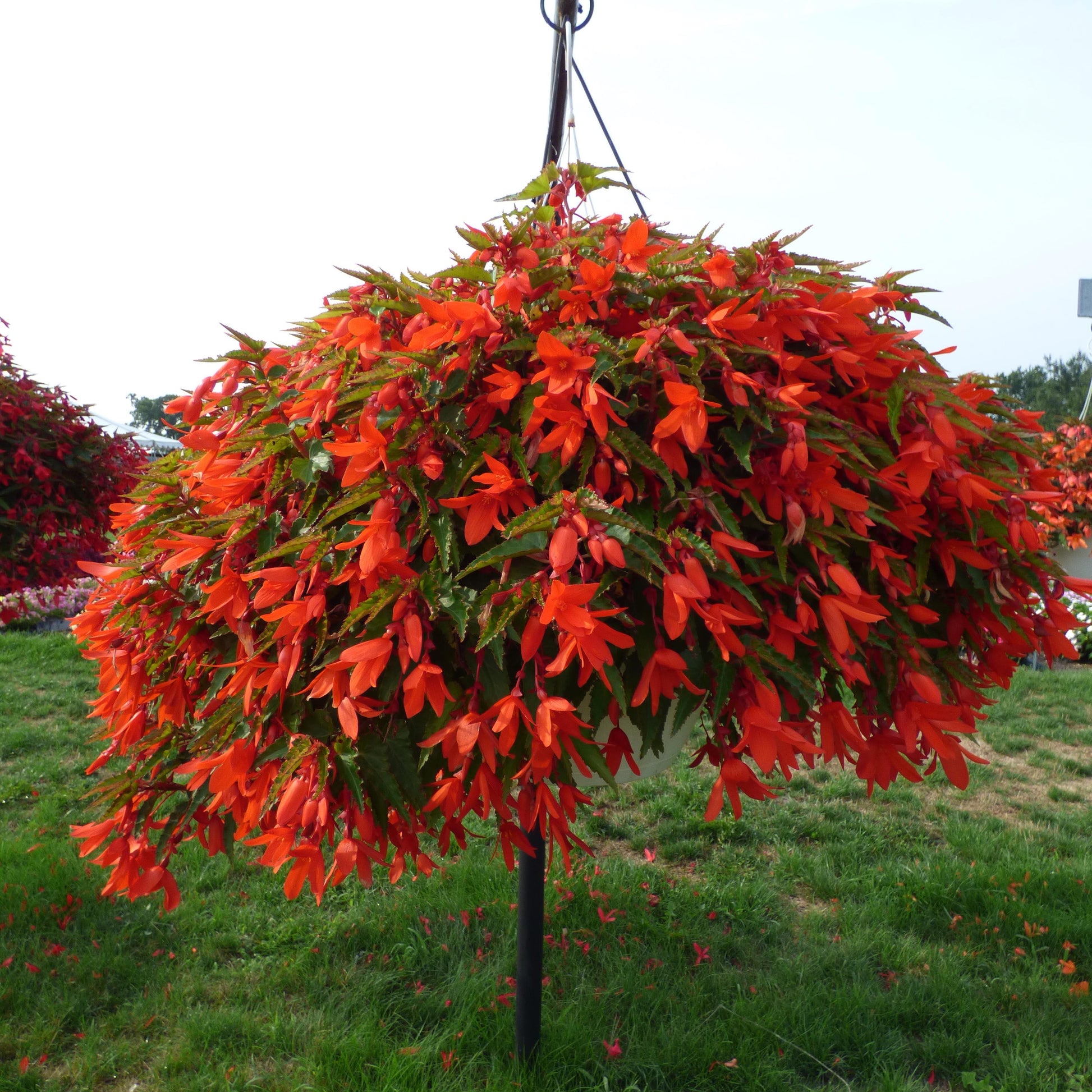 Begonia Waterfalls Encanto Orange - View 3 from www redcrocus com