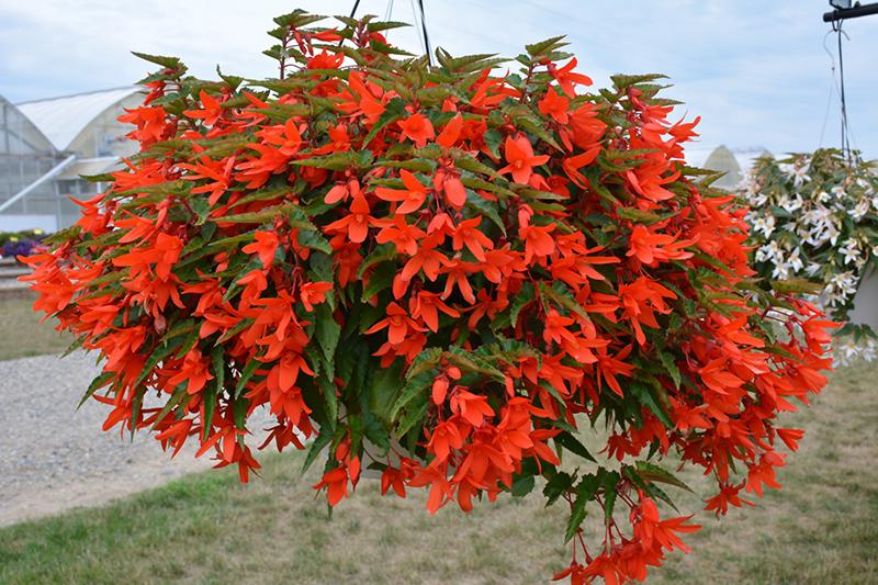 Begonia Waterfalls Encanto Orange - View 5 from www redcrocus com