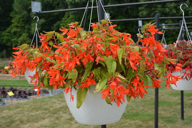 Begonia Waterfalls Encanto Orange - View 6 from www redcrocus com