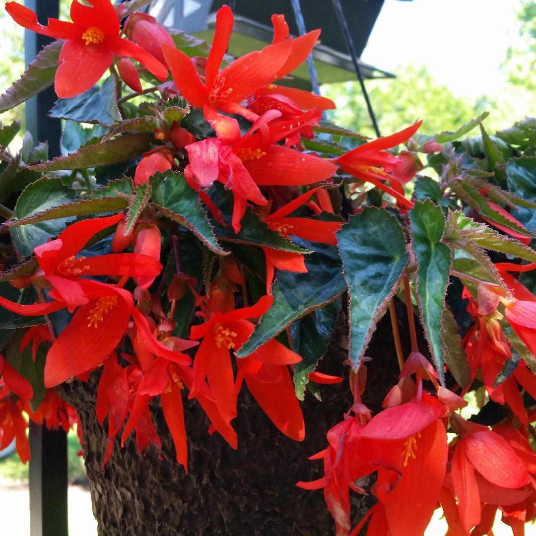 Begonia Waterfalls Encanto Orange - View 9 from www redcrocus com