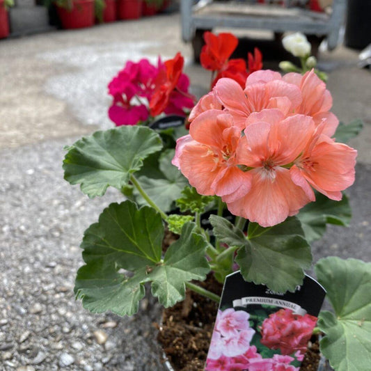 Geranium Assorted - View 10 from www redcrocus com