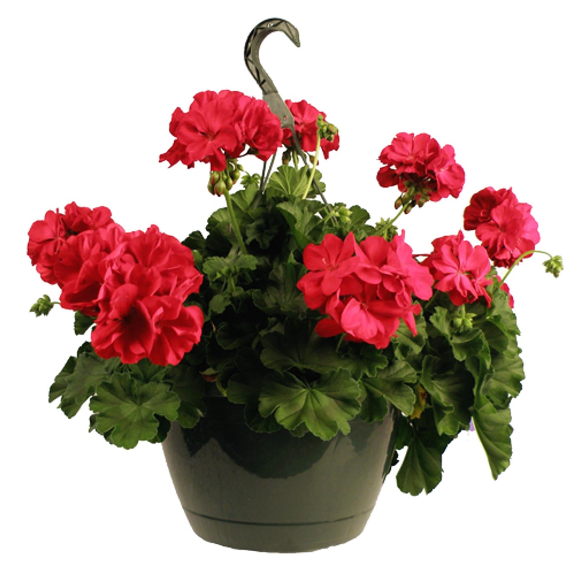 Geranium Assorted - View 12 from www redcrocus com