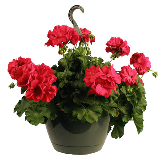 Geranium Assorted - View 12 from www redcrocus com