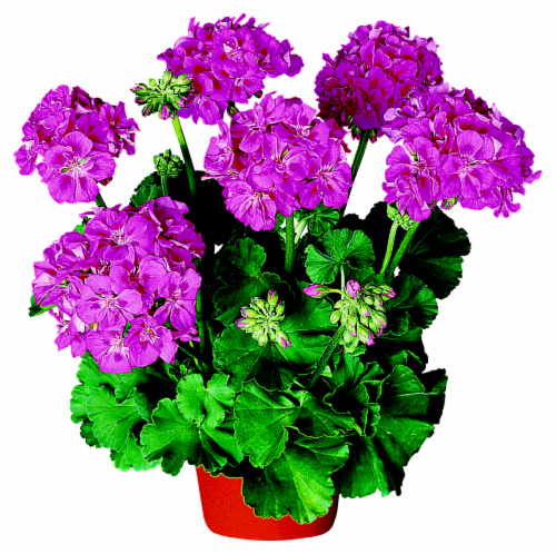 Geranium Assorted - View 13 from www redcrocus com