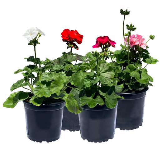 Geranium Assorted - View 14 from www redcrocus com