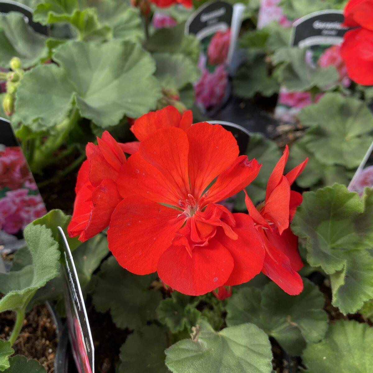 Geranium Assorted - View 15 from www redcrocus com