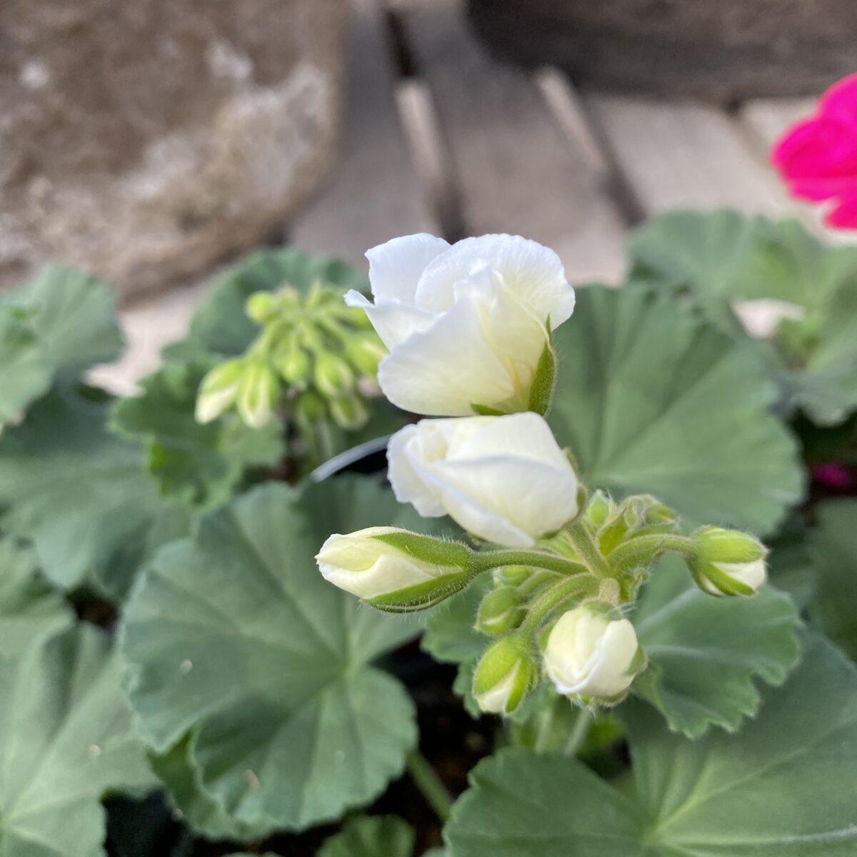 Geranium Assorted - View 16 from www redcrocus com