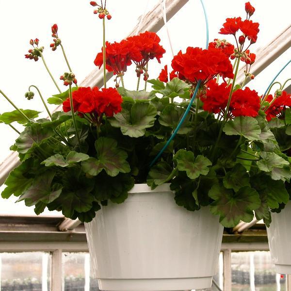 Geranium Assorted - View 17 from www redcrocus com