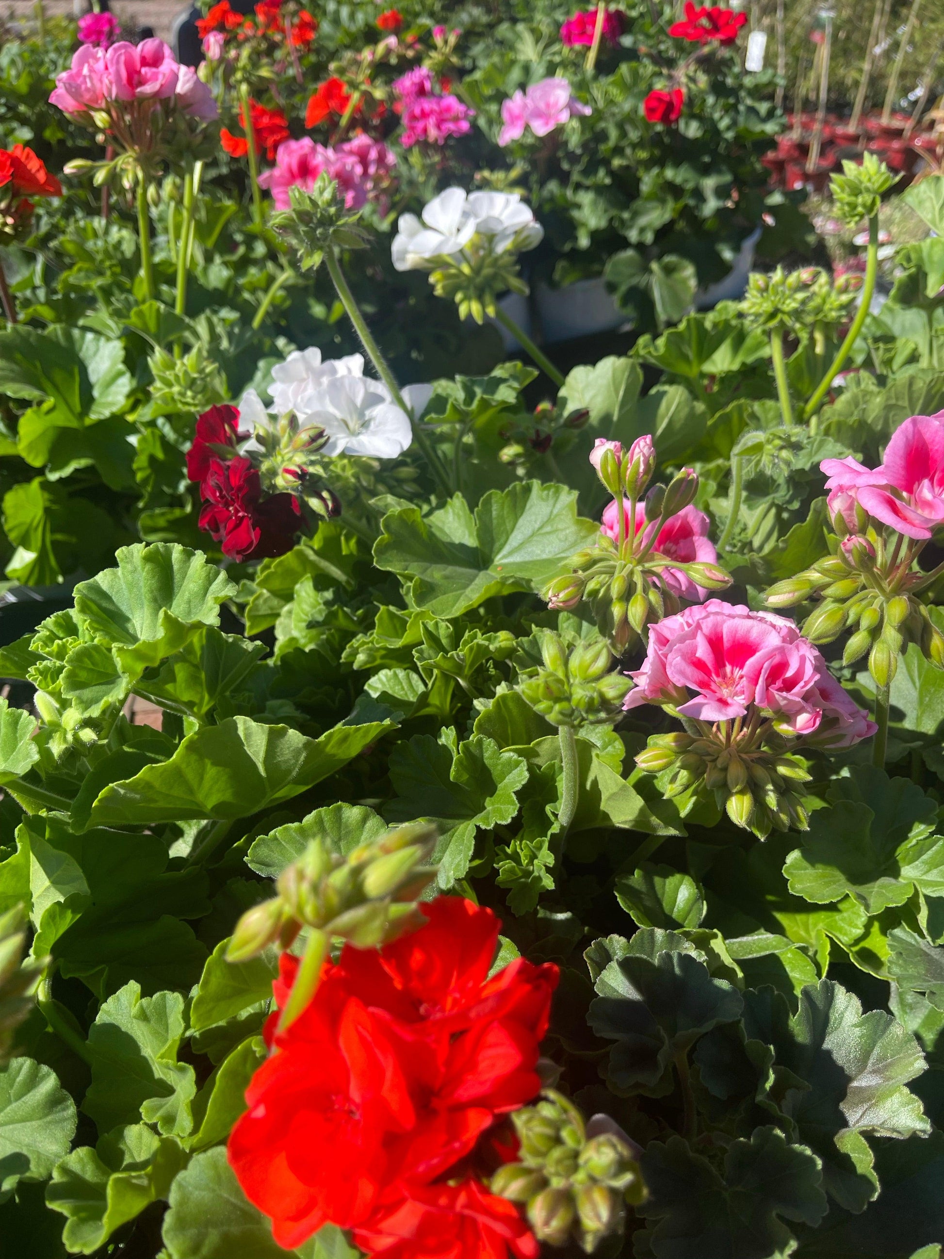 Geranium Assorted - View 2 from www redcrocus com