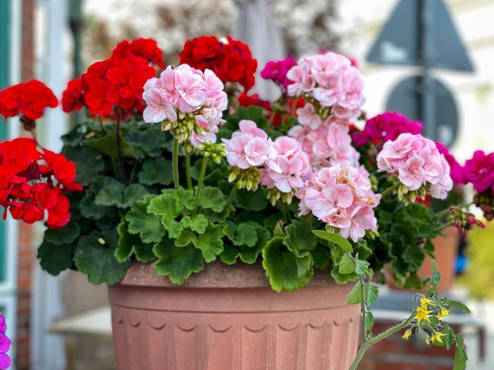 Geranium Assorted - View 3 from www redcrocus com