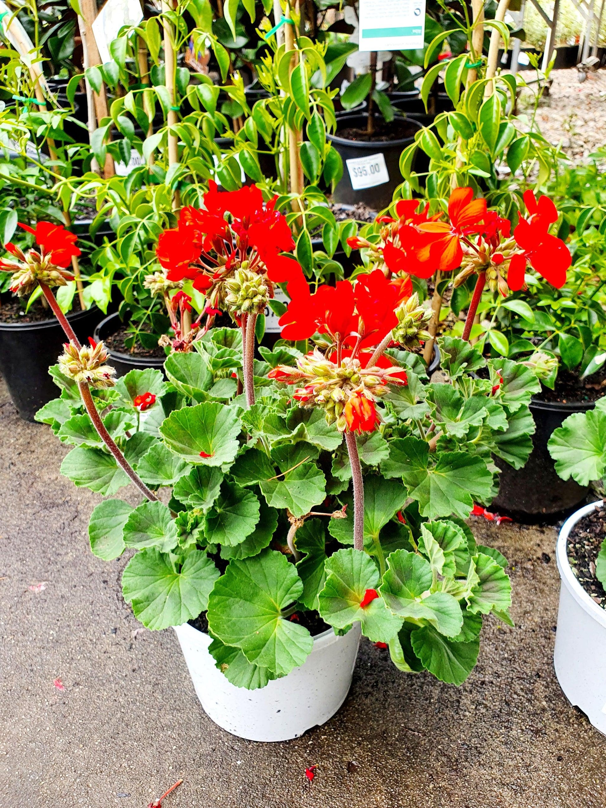 Geranium Assorted - View 5 from www redcrocus com
