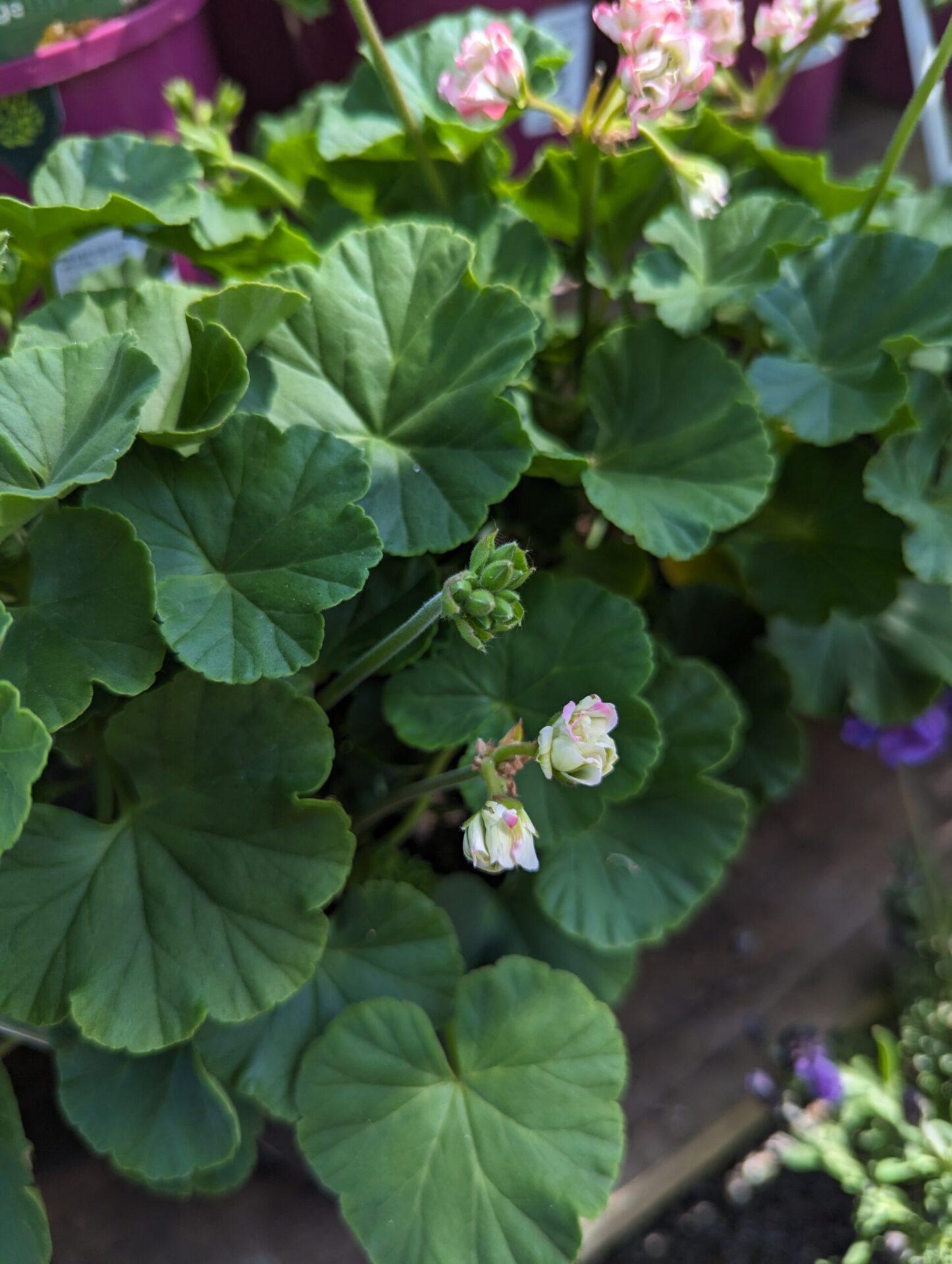Geranium Assorted - View 6 from www redcrocus com