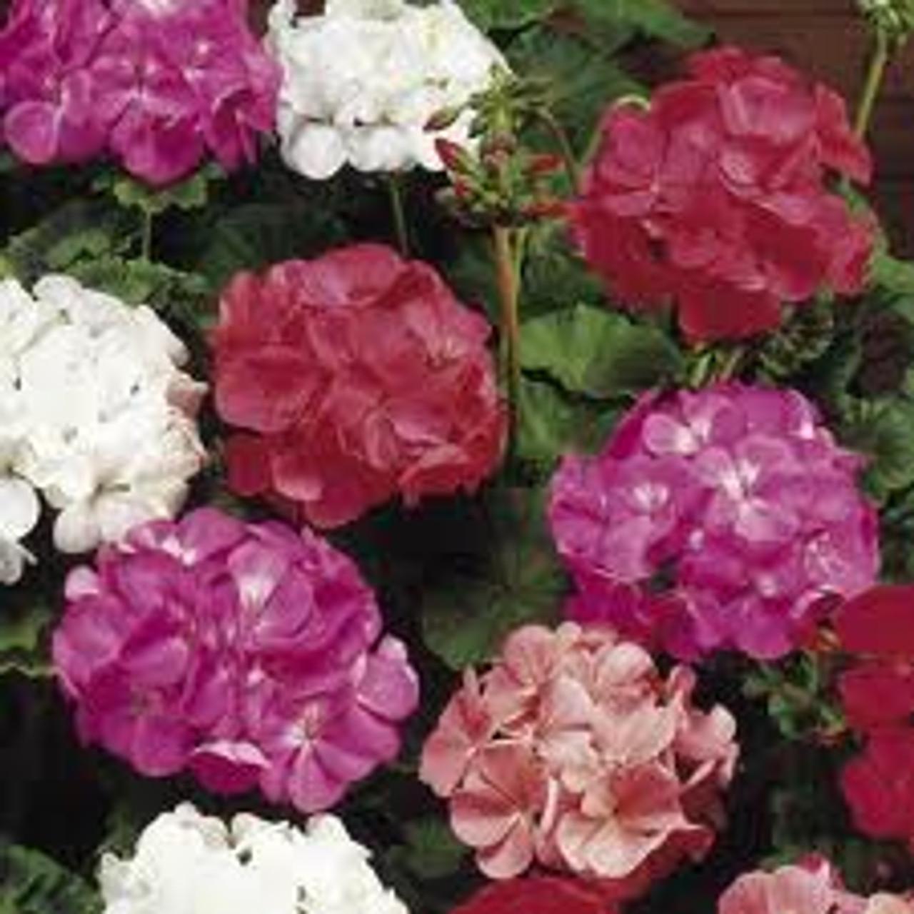 Geranium Assorted - View 8 from www redcrocus com
