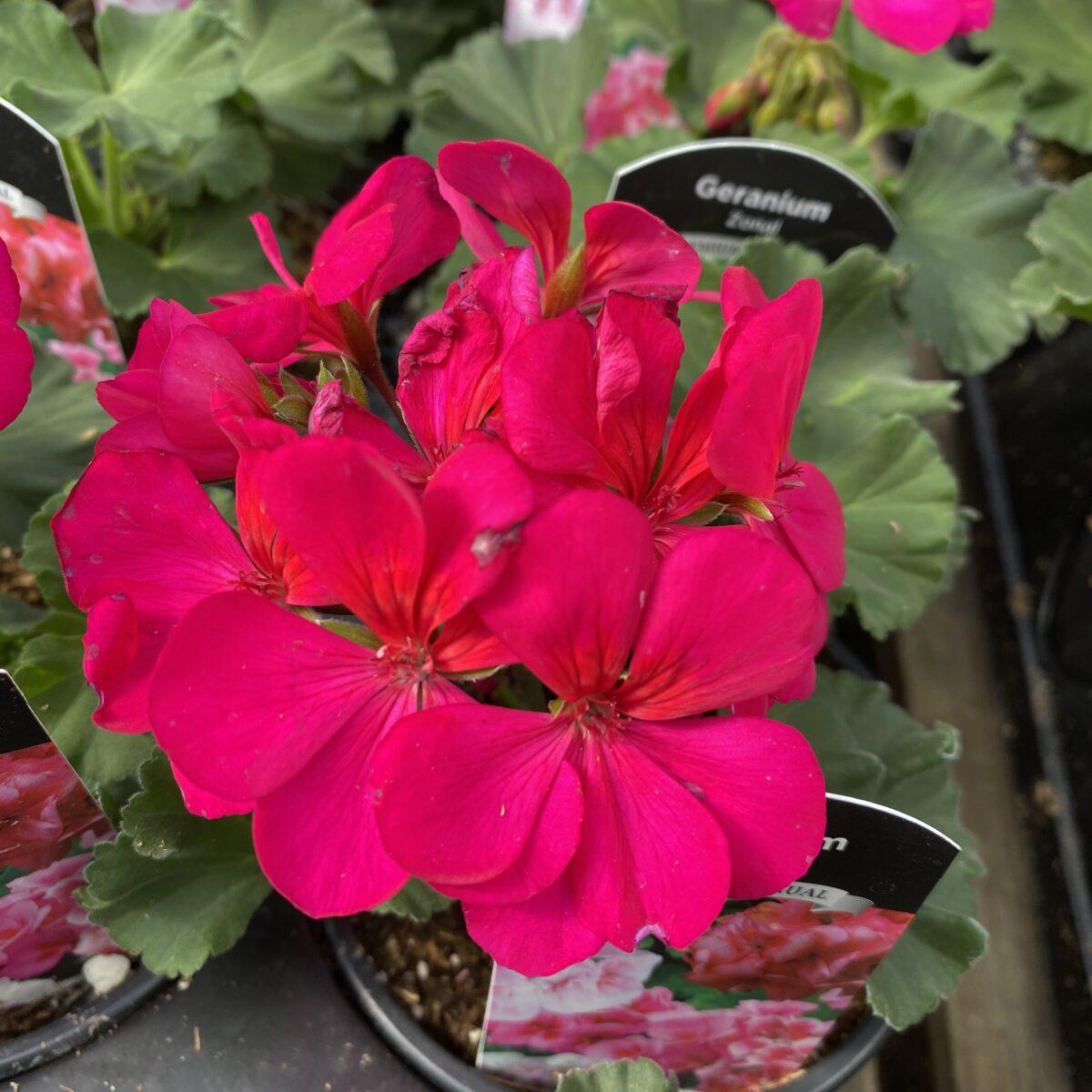 Geranium Assorted - View 9 from www redcrocus com
