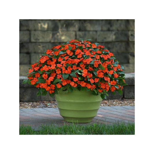 Impatiens Beacon Orange - View 10 from www redcrocus com